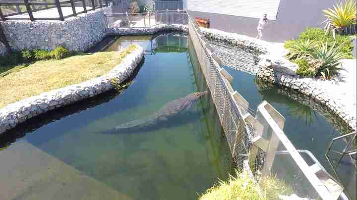 Crocodile Dive Pool