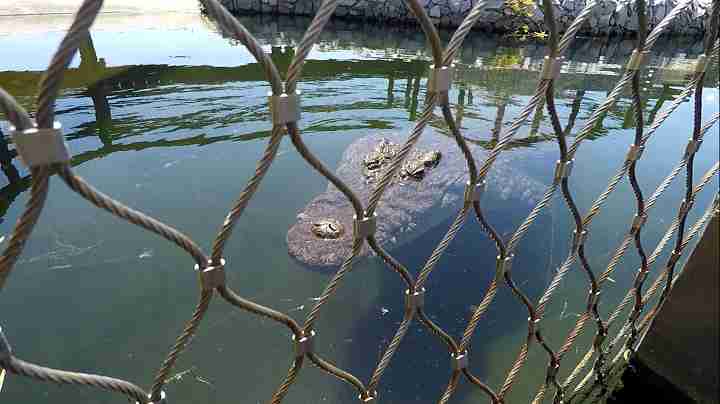 Above water photo of crocodile through fence