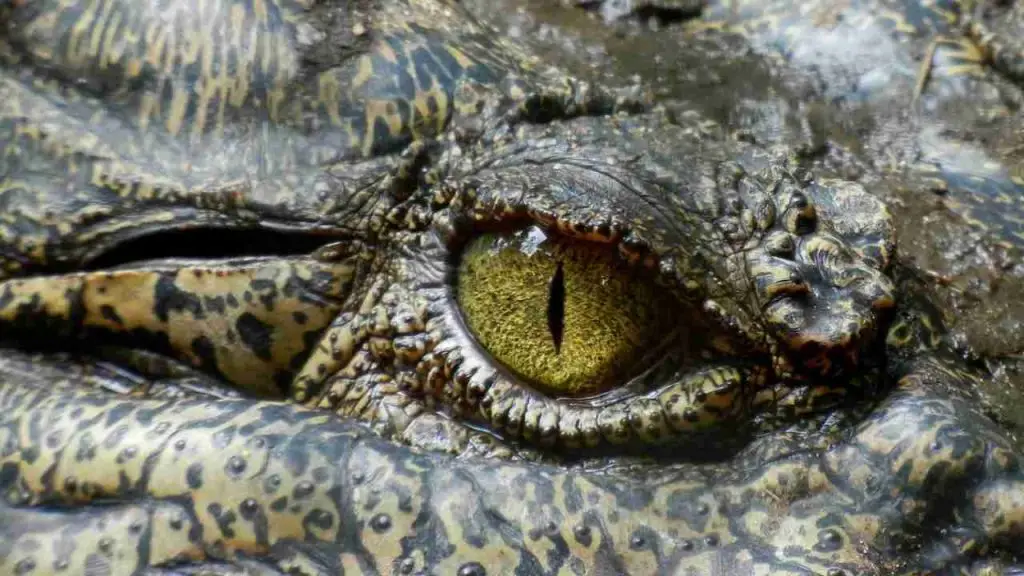 Crocodile eye