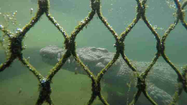 Underwater shot of crocodile through fence