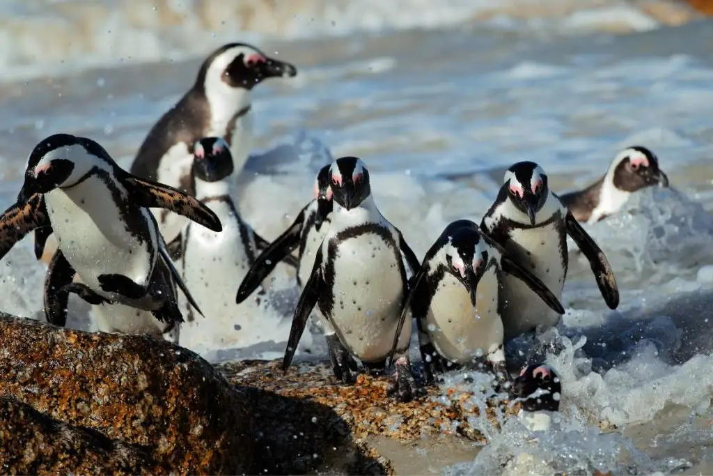 African Penguins - Marine Big 5
