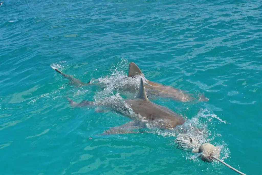 Bronze Whaler Sharks - Marine Big 5