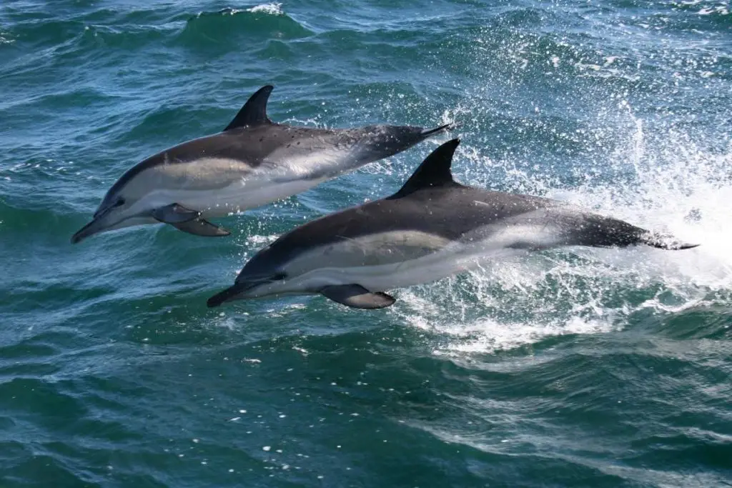 Common Dolphins - Marine Big 5