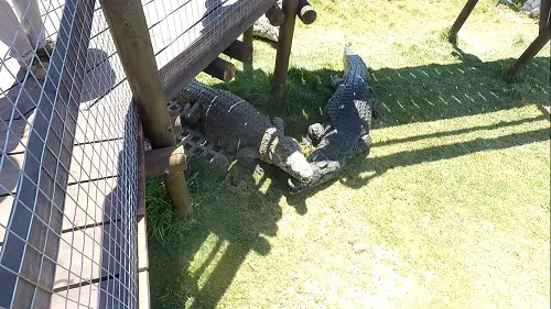 Crocodiles from walkway