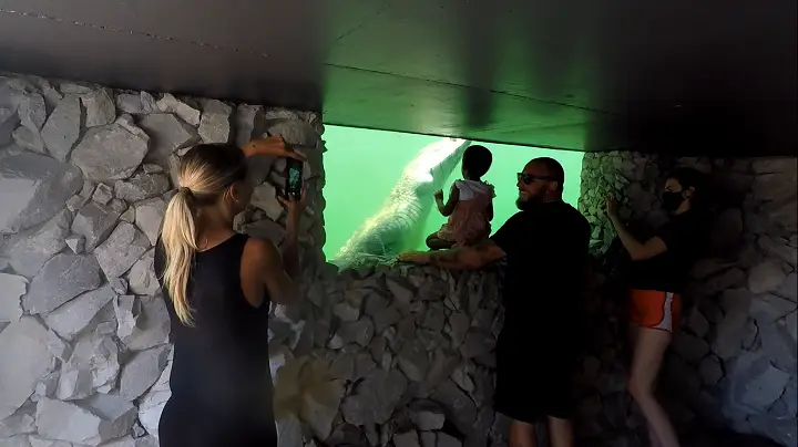 Crocodile viewing window