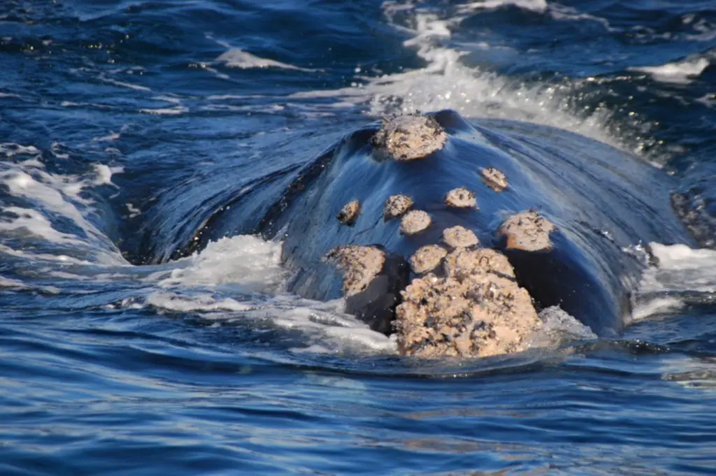 Southern Right Whale. Marine Big 5 Tour